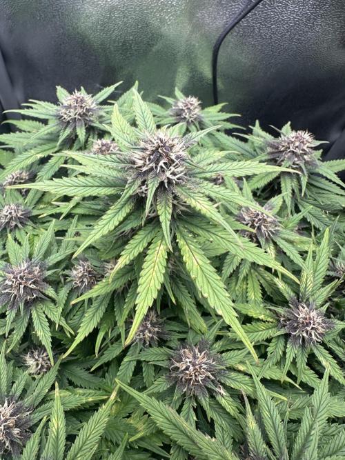 Tiny Tent on the cheap. Week 6 - Close up on main cola 