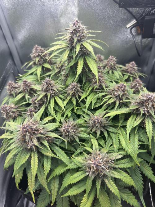 Tiny Tent on the cheap. Week 7