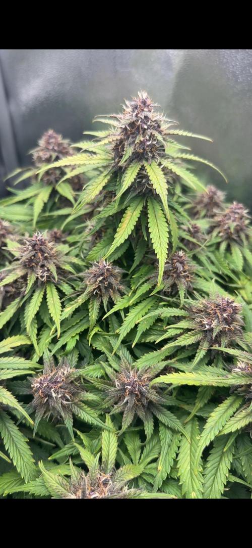 Tiny Tent on the cheap. Week 7