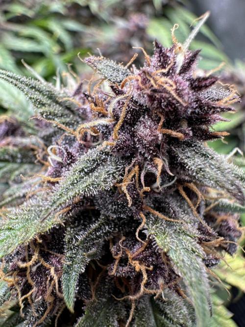 HS40. Week 8