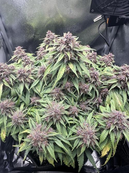 Tiny Tent on the cheap. Week 9