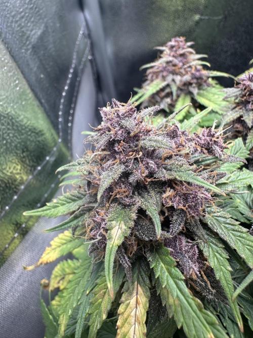 Tiny Tent on the cheap. Week 9