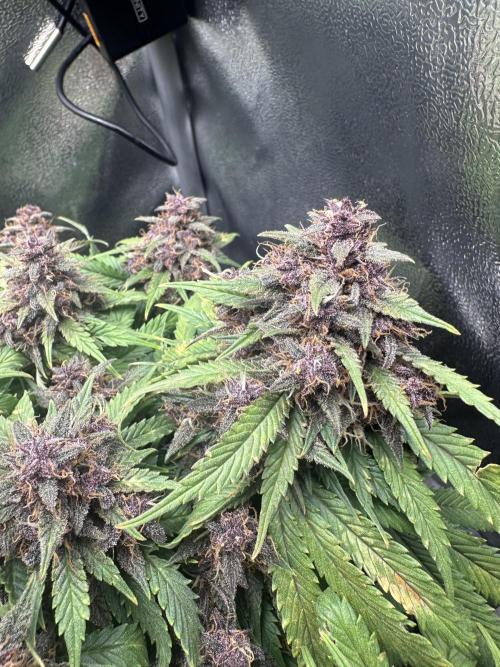 Tiny Tent on the cheap. Week 9
