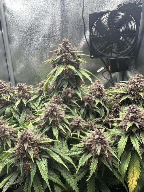 HS40. Week 9