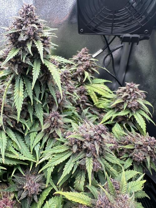 Tiny Tent on the cheap. Week 11