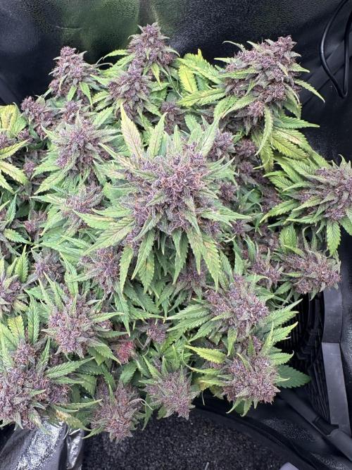 Tiny Tent on the cheap. Week 11