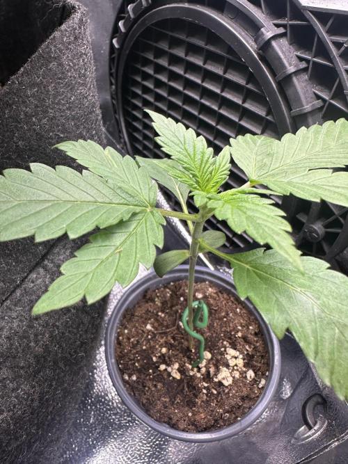 Banana Purple Punch Auto. Week 1