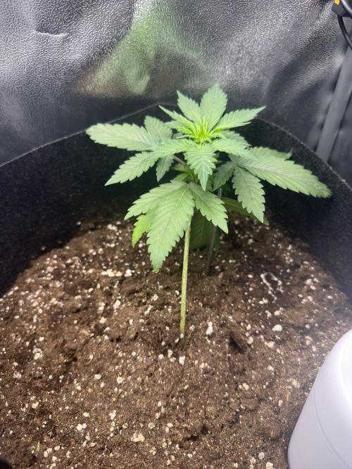 Banana Purple Punch Auto. Week 2