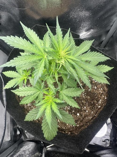 Fastbuds BPP 40cm x 40cm. Week 3