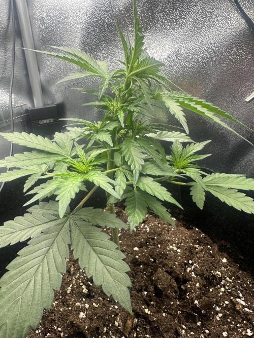 Banana Purple Punch Auto. Week 3