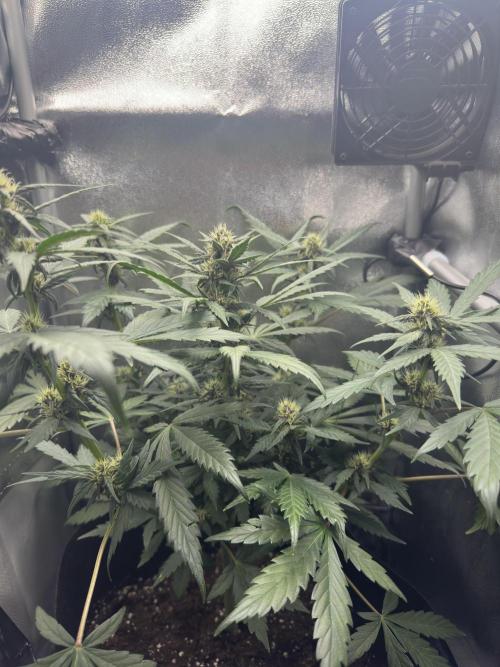 Fastbuds BPP 40cm x 40cm. Week 5