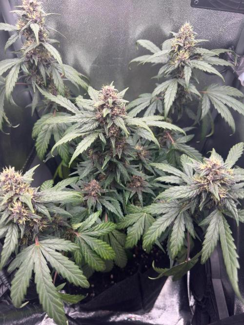 Fastbuds BPP 40cm x 40cm. Week 6