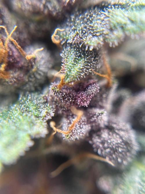Banana Purple Punch Auto. Week 8