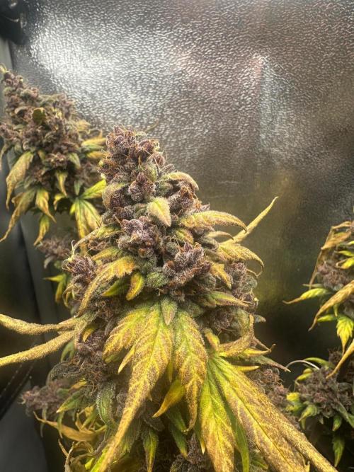 Fastbuds BPP 40cm x 40cm. Week 9