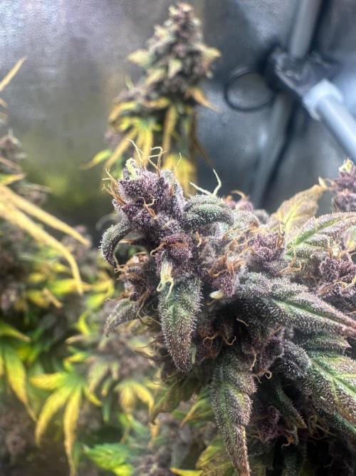 Banana Purple Punch Auto. Week 9