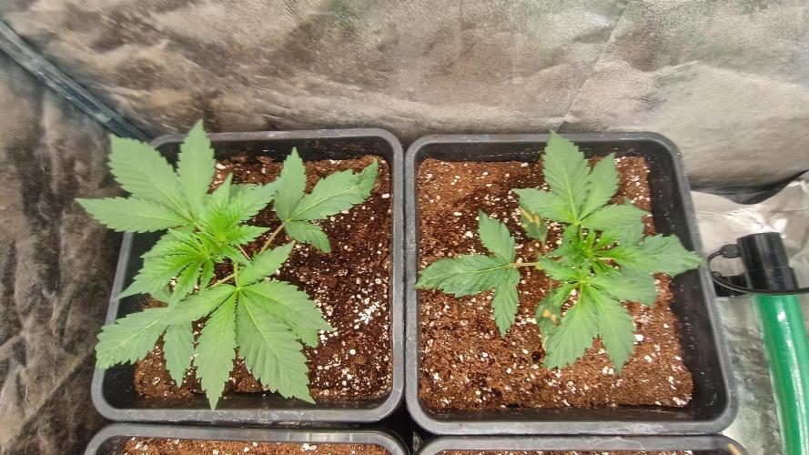 Greenhouse... dutch passion. Week 2 - King juice