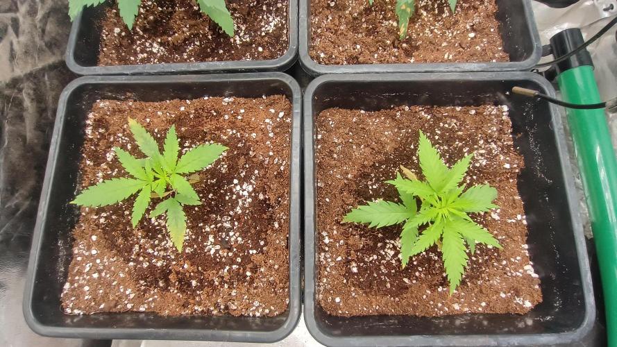 Greenhouse... dutch passion. Week 2 - Skywalker haze 