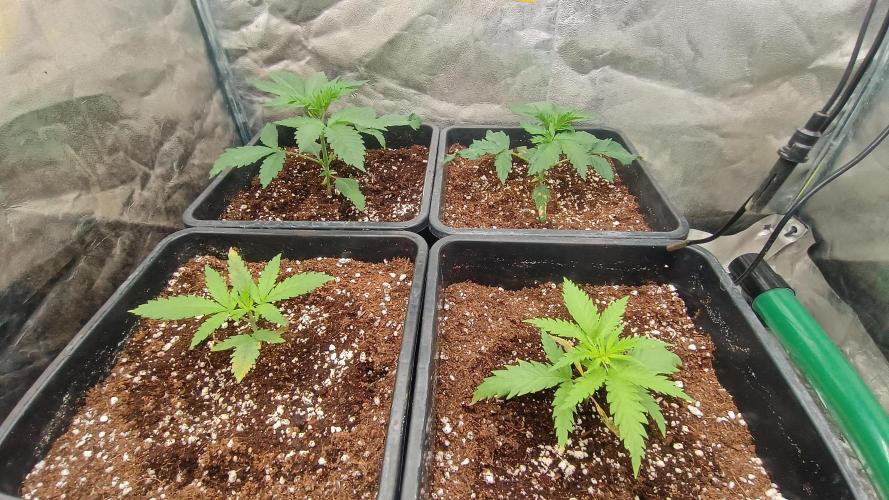 Greenhouse... dutch passion. Week 2