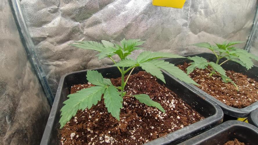 Greenhouse... dutch passion. Week 2