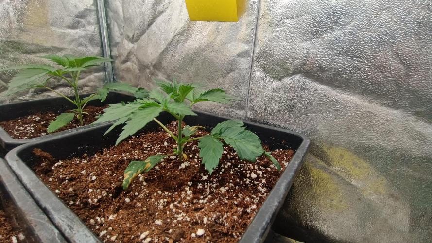 Greenhouse... dutch passion. Week 2