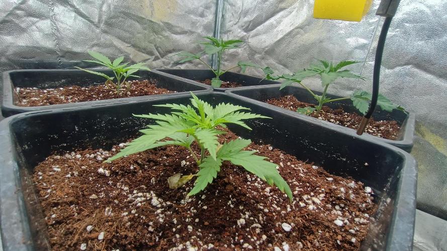 Greenhouse... dutch passion. Week 2