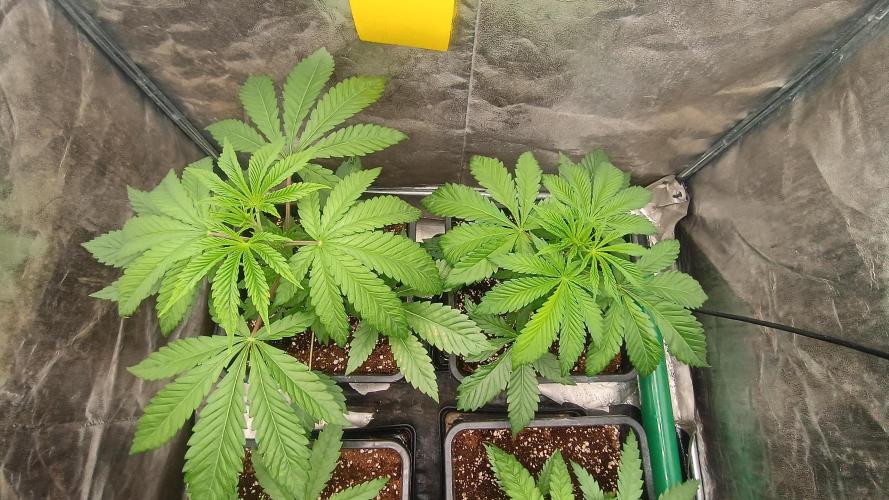 Greenhouse... dutch passion. Week 3 - Kings juice