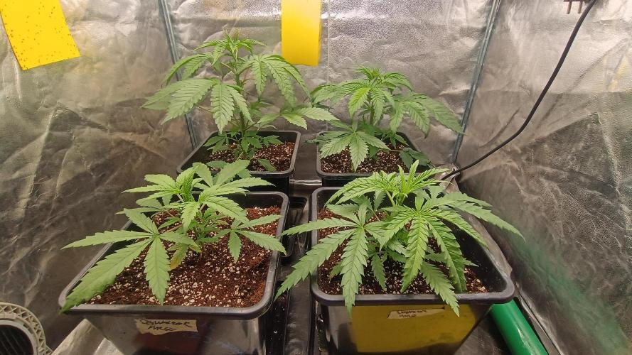 Greenhouse... dutch passion. Week 3 - All