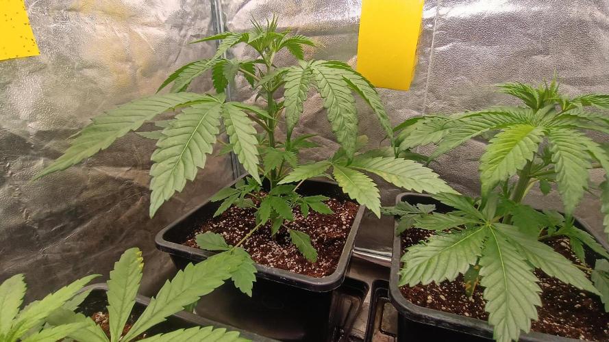 Greenhouse... dutch passion. Week 3 - Kings juice 