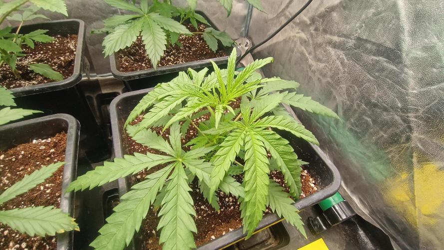 Greenhouse... dutch passion. Week 3 - Skywalker haze 