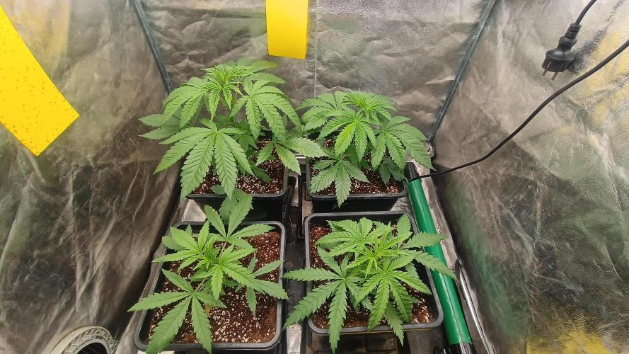 Greenhouse... dutch passion. Week 3 - All