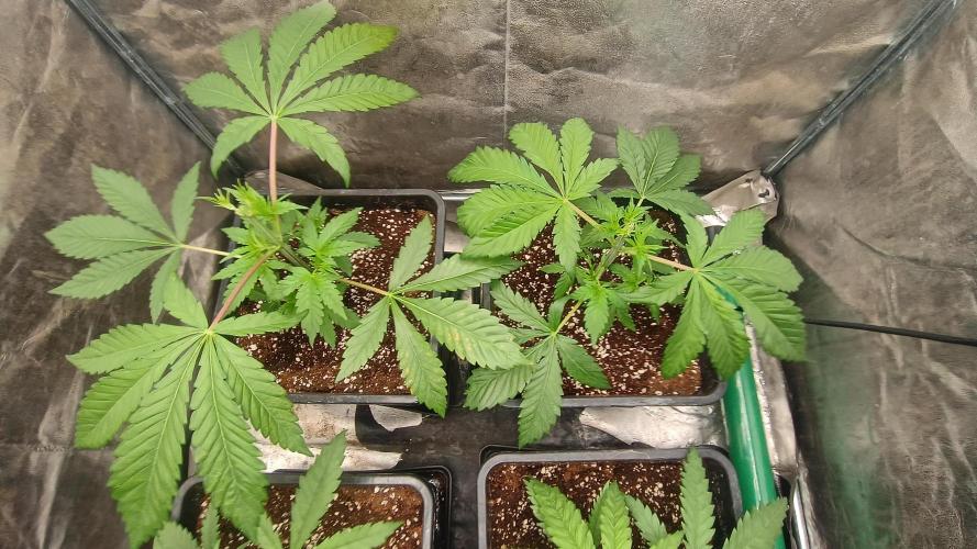 Greenhouse... dutch passion. Week 3 - Toping Kings juice