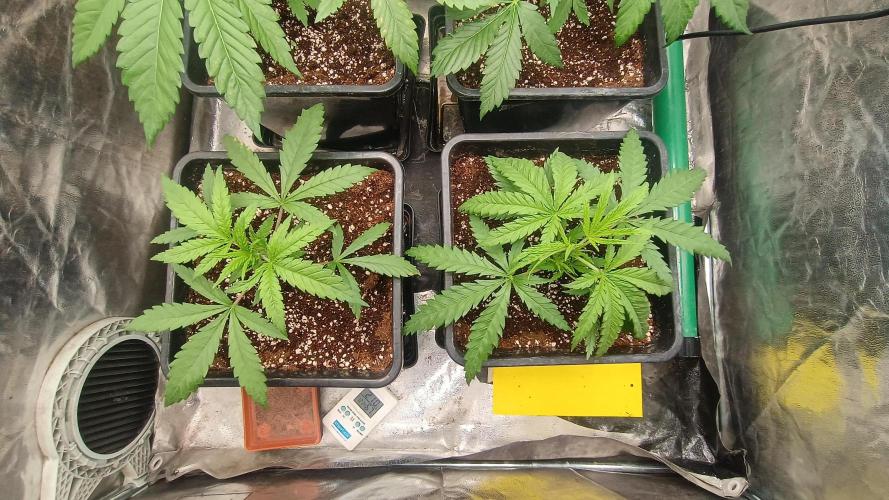 Greenhouse... dutch passion. Week 3 - Skywalker haze 