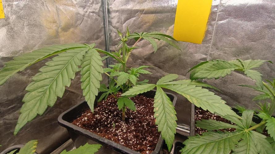 Greenhouse... dutch passion. Week 3 - Toping Kings juice