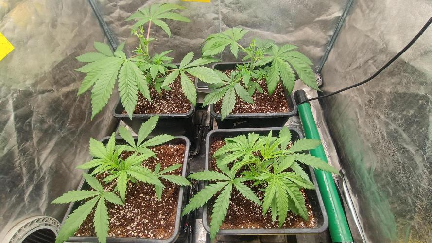 Greenhouse... dutch passion. Week 3 - All