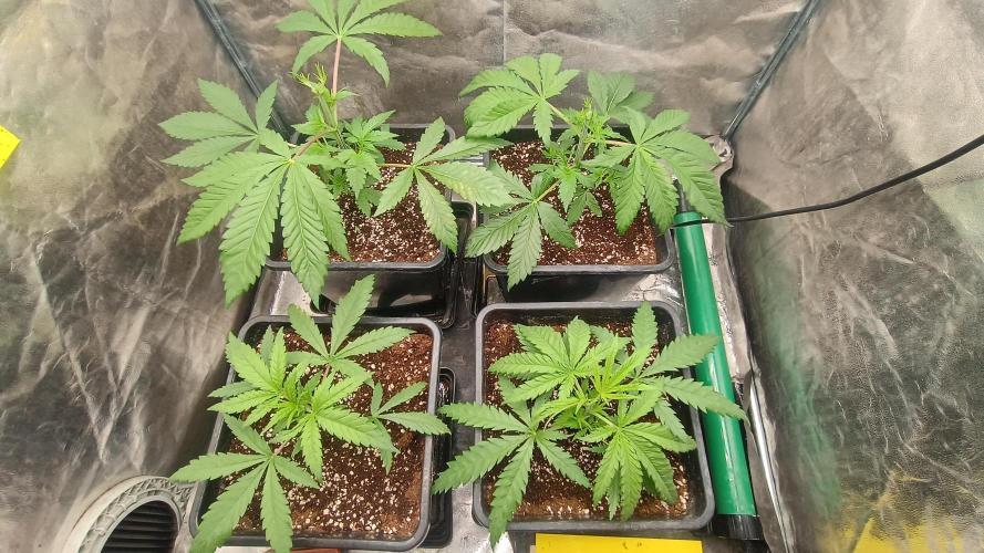 Greenhouse... dutch passion. Week 3 - All