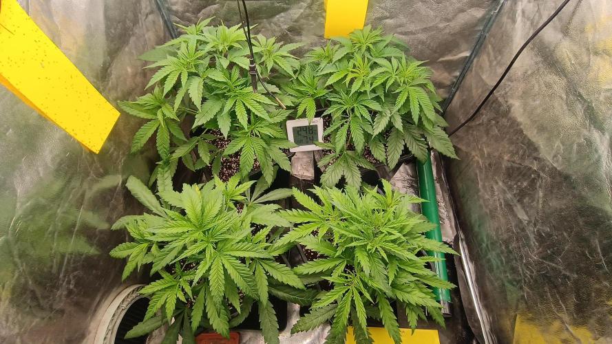 Greenhouse... dutch passion. Week 4