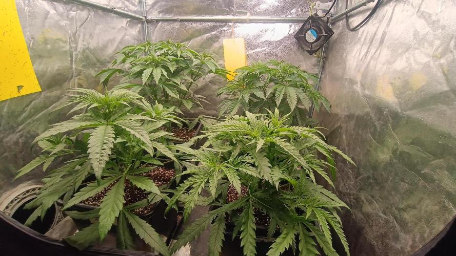 Greenhouse... dutch passion. Week 4