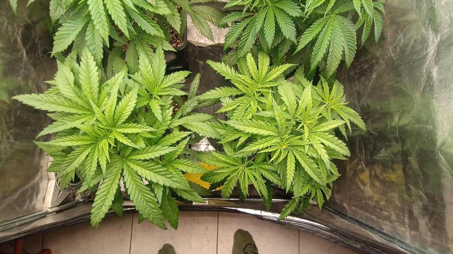 Greenhouse... dutch passion. Week 4