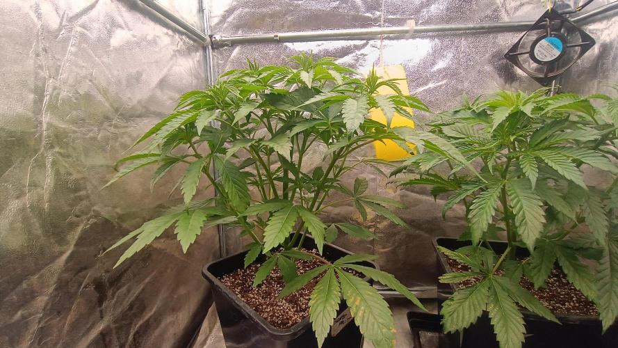 Greenhouse... dutch passion. Week 4 - Kings juice 