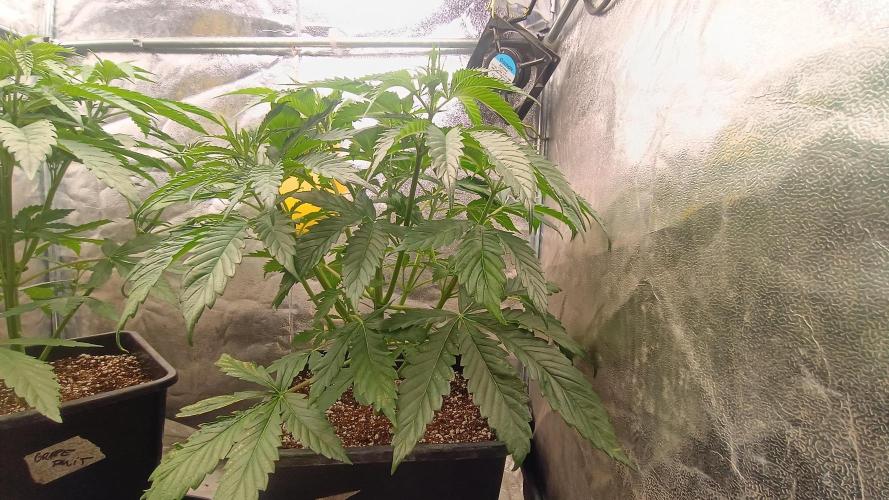 Greenhouse... dutch passion. Week 4 - Kings juice 