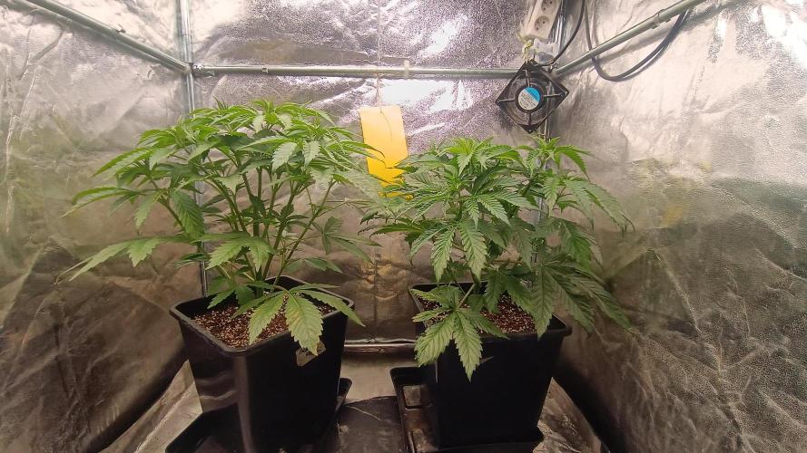 Greenhouse... dutch passion. Week 4 - Kings juice 