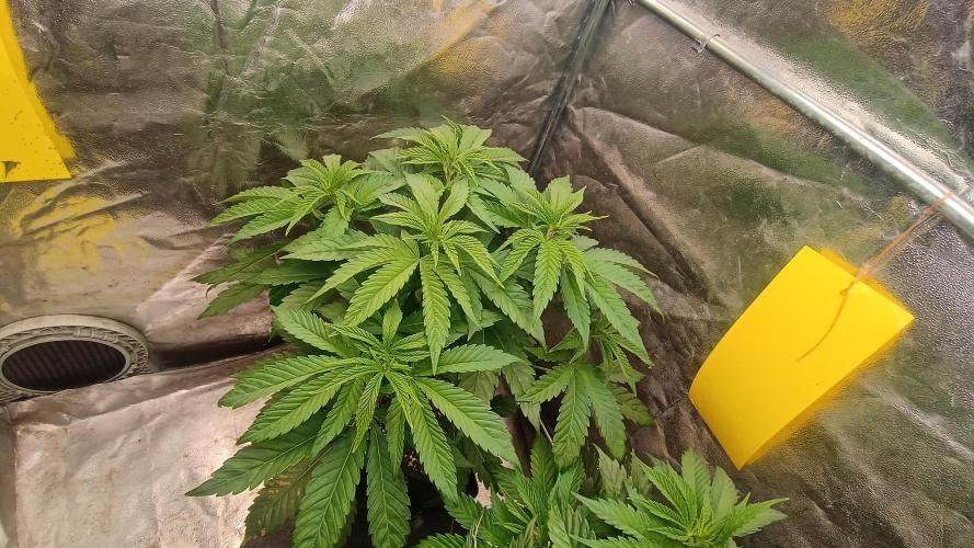 Greenhouse... dutch passion. Week 4 - Kings juice