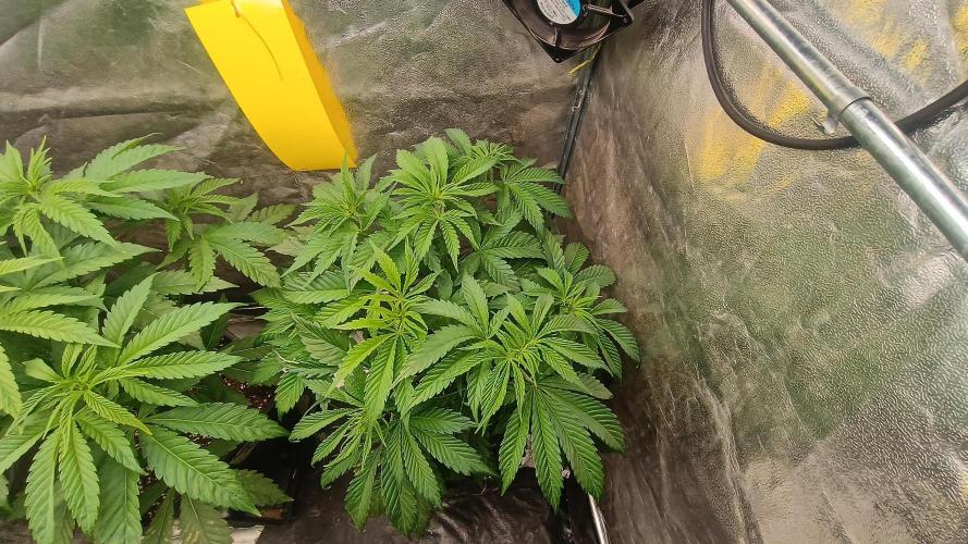 Greenhouse... dutch passion. Week 4 - Kings juice 