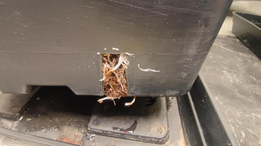 Greenhouse... dutch passion. Week 4