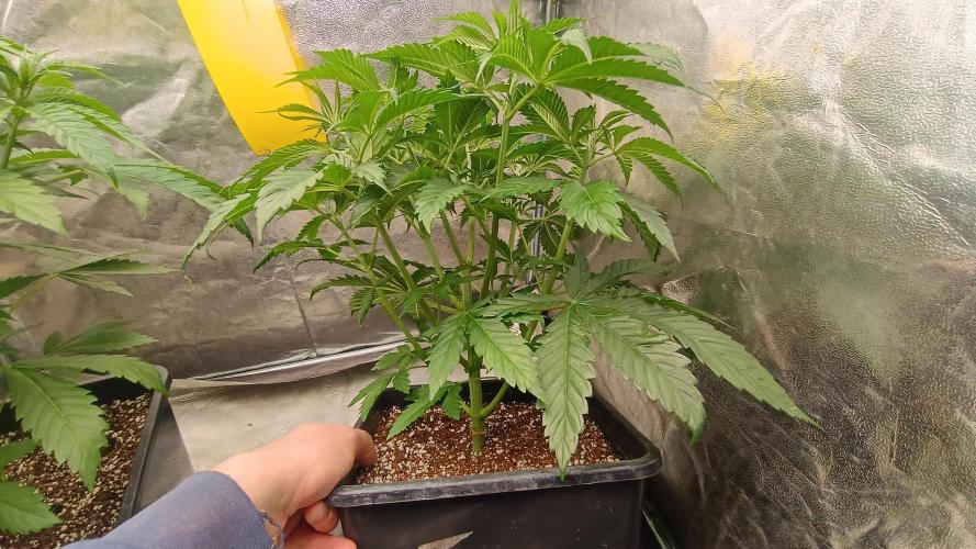 Greenhouse... dutch passion. Week 4 - Kings juice 