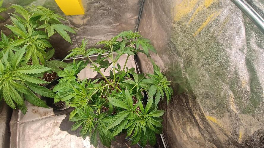 Greenhouse... dutch passion. Week 4 - Kings juice 
