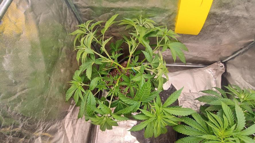 Greenhouse... dutch passion. Week 4 - Kings juice 