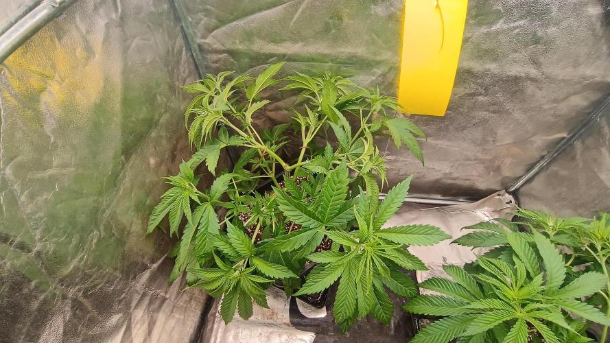 Greenhouse... dutch passion. Week 4