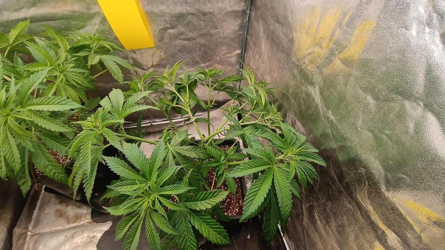 Greenhouse... dutch passion. Week 4 - Kings juice 