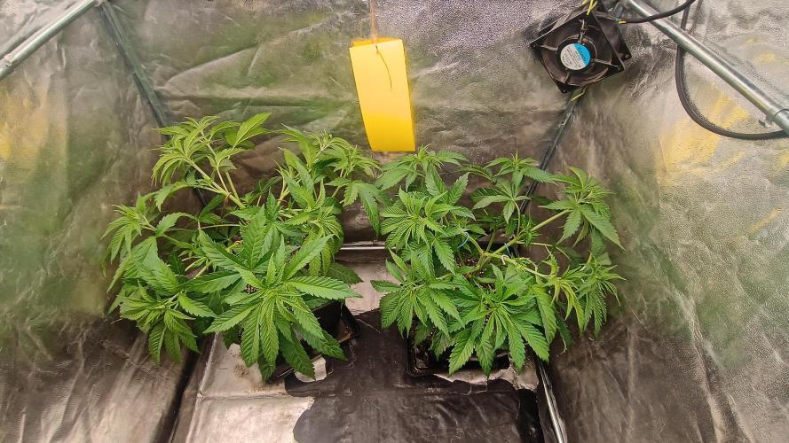 Greenhouse... dutch passion. Week 4 - Kings juice 